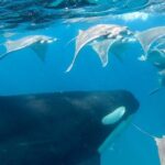 Mobula and Orca Safari Cruise – 6Day 5Nights Trip (03JUN)